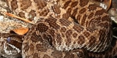 Minneapolis snake